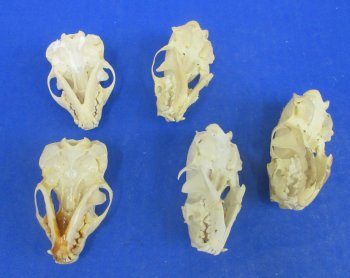 Wholesale Grade B mink skulls for sale from North America 2-1/2" - 3-1/8" (mouth glued shut) - $16.00 each