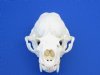 Wholesale A-Grade Otter Skulls for sale 4" to 4-1/2" - You will receive one similar to the one in the photo for $45 each; 6 or more @ $40 each