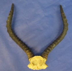 Wholesale African Impala Skull Plate with Horns - $50.00 each; 5 @ $45.00 each  