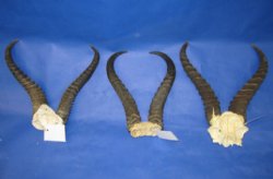 Wholesale African Male Springbok Skull Plates and Horns - $26.00 each; 6 or more @ $23.00 each