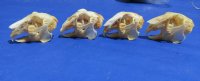 Jackrabbit skulls, jack rabbit skulls for sale - 2 pcs @ $19.00 each; 6 or more @ $17.00 each