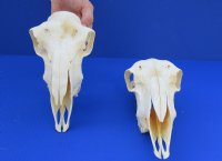 Wholesale Domesticated Sheep Skull without horns (these sheep do not grow horns), commercial grade from India - 8 inch to 9 inch skull - $55 each; Packed: 5 pcs @ $49.00 each 