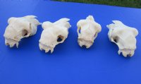 Wholesale Domesticated Sheep Skull without horns (these sheep do not grow horns), commercial grade from India - 8 inch to 9 inch skull - $55 each; Packed: 5 pcs @ $49.00 each 