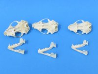 Wholesale skunk skulls for sale, small animal skulls from North America - $32 each; 6 or more @ 29.00 each