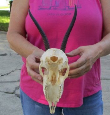 Wholesale Female Springbok Skulls with Horns - $42.00 each; 5 or more @ $37.00 each