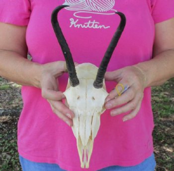 Wholesale Female Springbok Skulls with Horns - $42.00 each; 5 or more @ $37.00 each