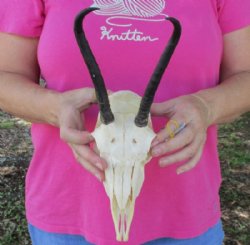 Wholesale Female Springbok Skulls with Horns - $42.00 each; 5 or more @ $37.00 each
