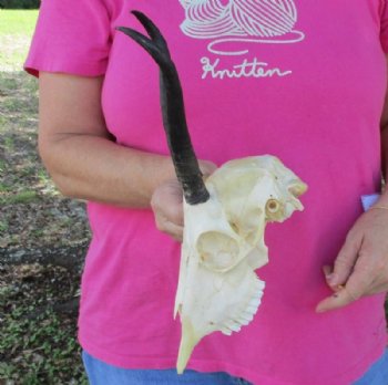 Wholesale Female Springbok Skulls with Horns - $42.00 each; 5 or more @ $37.00 each