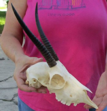Wholesale Female Springbok Skulls with Horns - $42.00 each; 5 or more @ $37.00 each