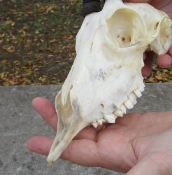 Wholesale Female Springbok Skulls with Horns - $42.00 each; 5 or more @ $37.00 each