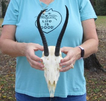 Wholesale Female Springbok Skulls with Horns - $42.00 each; 5 or more @ $37.00 each