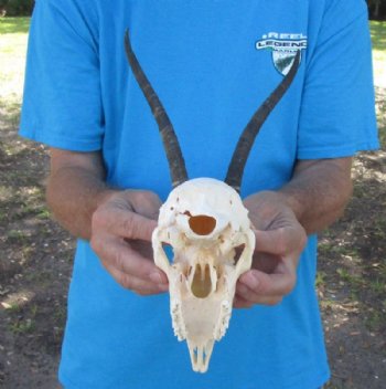 Wholesale Female Springbok Skulls with Horns - $42.00 each; 5 or more @ $37.00 each