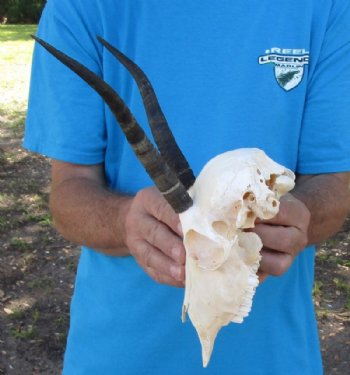 Wholesale Female Springbok Skulls with Horns - $42.00 each; 5 or more @ $37.00 each