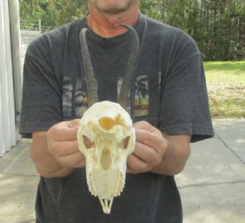 Wholesale Female Springbok Skulls with Horns - $42.00 each; 5 or more @ $37.00 each 