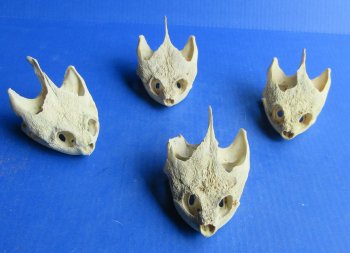 Wholesale Common Snapping Turtle Skulls 4 to 4-7/8 inches - $35.00 each; 6 pcs @ $31.00 each