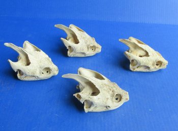 Wholesale Common Snapping Turtle Skulls 4 to 4-7/8 inches - $35.00 each; 6 pcs @ $31.00 each