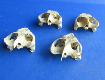 Wholesale Common Snapping Turtle Skulls 4 to 4-7/8 inches - $35.00 each; 6 pcs @ $31.00 each