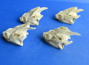 Wholesale Common Snapping Turtle Skulls 4 to 4-7/8 inches - $35.00 each; 6 pcs @ $31.00 each
