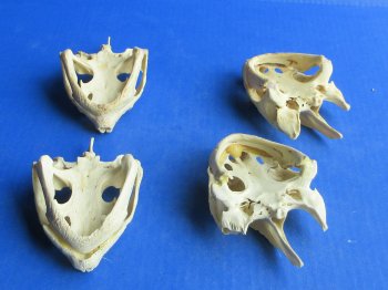 Wholesale Common Snapping Turtle Skulls 4 to 4-7/8 inches - $35.00 each; 6 pcs @ $31.00 each