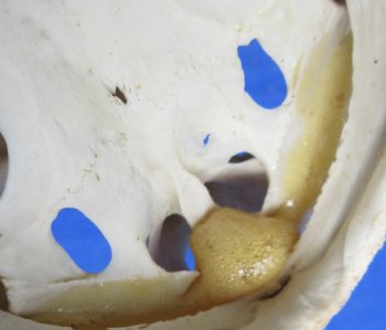 Wholesale Common Snapping Turtle Skulls 4 to 4-7/8 inches - $35.00 each; 6 pcs @ $31.00 each