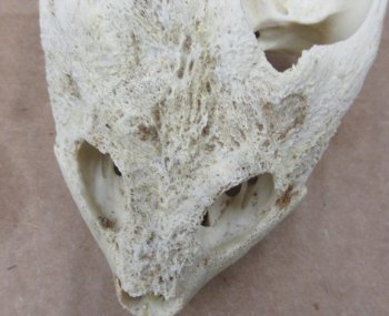 Wholesale Common Snapping Turtle Skulls 4 to 4-7/8 inches - $35.00 each; 6 pcs @ $31.00 each