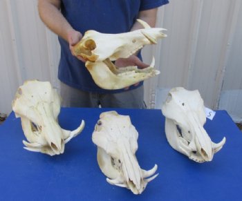 Medium Warthog Skulls (appx 10" to 13") with small tusk (appx 3" to 6") - $110 each; 3 or more @ $99.00 each