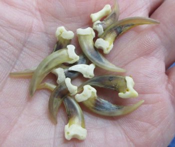 Genuine Striped Skunk Claws - Oddities & Curiosities - 25 pcs @ $.60 each; 100 pcs @ $.50 each