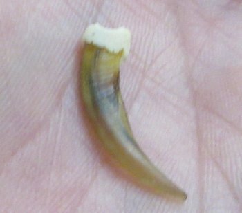 Genuine Striped Skunk Claws - Oddities & Curiosities - 25 pcs @ $.60 each; 100 pcs @ $.50 each