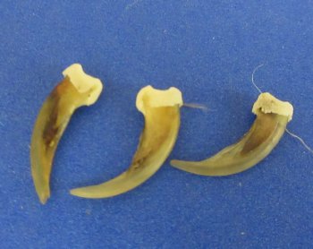 Genuine Striped Skunk Claws - Oddities & Curiosities - 25 pcs @ $.60 each; 100 pcs @ $.50 each