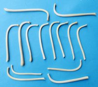 Wholesale 2-3/4 to 3-1/2 inch raccoon penis bones, raccoon baculum - 5 pcs @ $4.00 each; 20 pcs @ $3.60 each