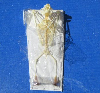 One Greater short-nosed fruit bat Skeleton 6 inches