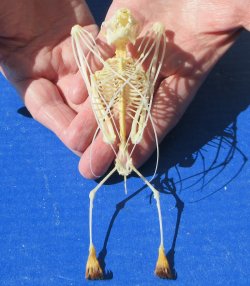 One Greater short-nosed fruit bat Skeleton 6 inches