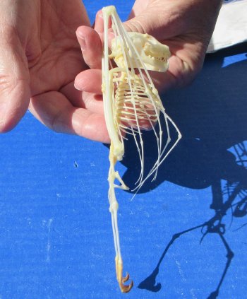 One Greater short-nosed fruit bat Skeleton 6 inches