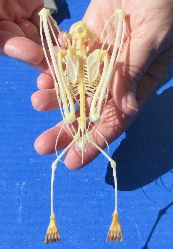 One Greater short-nosed fruit bat Skeleton 6 inches
