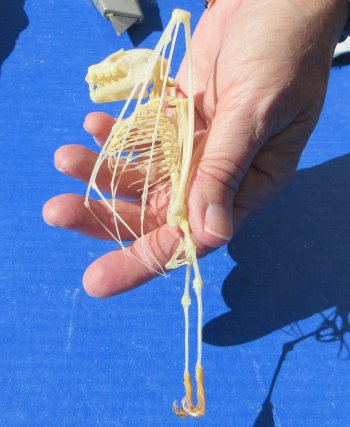 One Greater short-nosed fruit bat Skeleton 6 inches