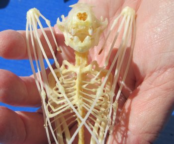 One Greater short-nosed fruit bat Skeleton 6 inches