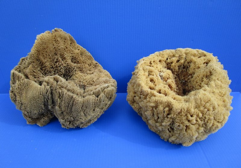 Wholesale natural sea sponges 8 to 9-3/4 inches 
