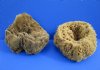 Wholesale natural sea sponges 8 to 9-3/4 inches, shapes will vary - Packed: 2 pcs @ $7.75 each; Packed: 12 pcs @ $6.75 each