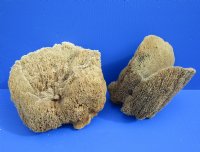 Wholesale natural sea sponges 8 to 9-3/4 inches, shapes will vary - 2 pcs @ $7.75 each; 12 pcs @ $6.75 each