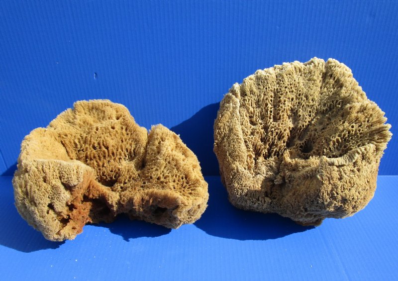 Natural Sea Art Sponges