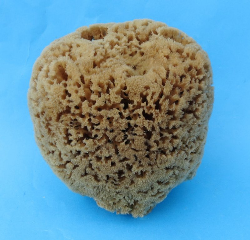 Natural Ocean Artist Sponges