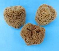Wholesale natural sea sponges 4 inches to 5-3/4 inches - assorted shapes - 3 pcs @ $4.75 each; 18 pcs @ $4.25 each