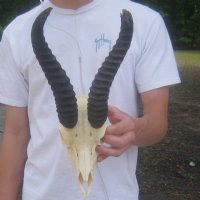 Wholesale C grade Male Springbok Skulls with Horns (with holes, broken horns and varies other damage) - $40 each; 5 pcs @ $35 each 