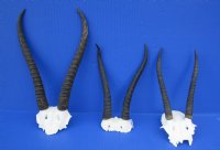 African Female Springbok Skull Plates and Horns - $22.00 each; 5 or more @ $20.00 each