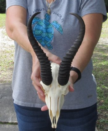 Springbok Skull, Springbok Skulls, Hand Picked 