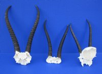 African Female Springbok Skull Plates and Horns - $22.00 each; 5 or more @ $20.00 each