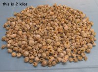 Spurred Turban Shells Wholesale, Small Hermit Crab Shells 3/4 inch to 1-1/2 inches - 2 kilo bag @ $6.50/bag