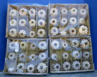 1-3/4" - 3" Wholesale dried sputnik sea urchin for shell crafts - 12 pcs @ $.85 each