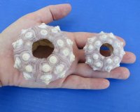 1-3/4" - 3" Wholesale dried sputnik sea urchin for shell crafts - 12 pcs @ $.85 each
