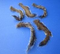 Wholesale North American Squirrel tails cured in formaldehyde,  measuring 9 to 11 inches in length - you will receive tails similar to the photos - Pack of 10 pcs for $15.00/lot